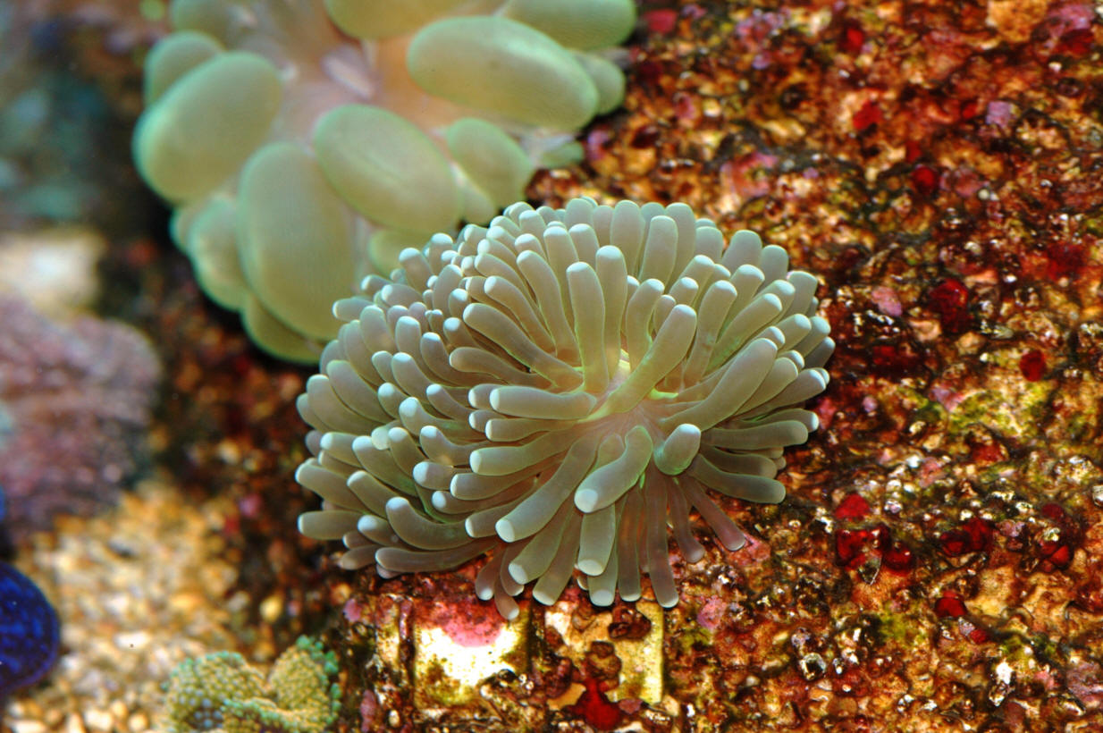 Euphyllia cristata